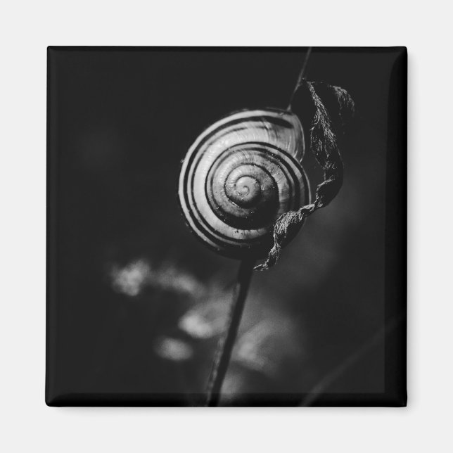 Imã cauda de caracol (Frente)