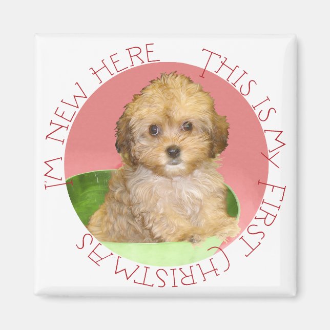 Imã Cavachon Filhote Primeiro Natal (Frente)