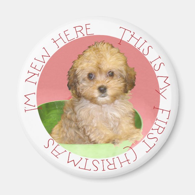 Imã Cavachon Filhote Primeiro Natal (Frente)