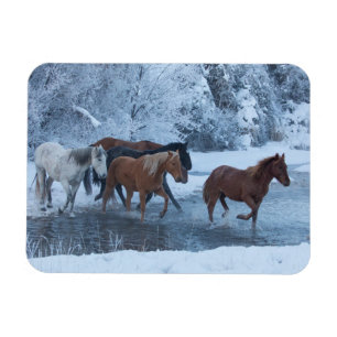 Ímã Cavalgada no Inverno
