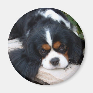 Imã Cavalier King Charles