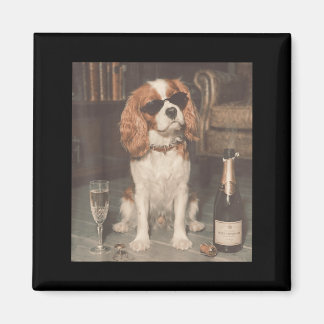 Imã Cavalier King Charles Bebendo Champanhe Engraçado