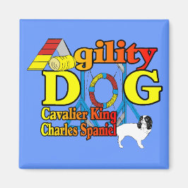 Imã Cavalier_King_Charles_Spaniel_Agilidade