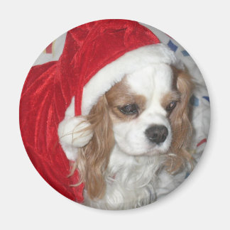 IMÃ CAVALIER KING CHARLES SPANIEL DOG COM SANTA HAT