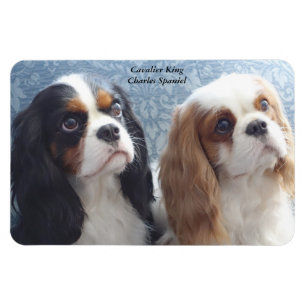 Ímã Cavalier King Charles Spaniel Flexible Magnet