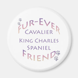 Imã Cavalier King Charles Spaniel Fuere