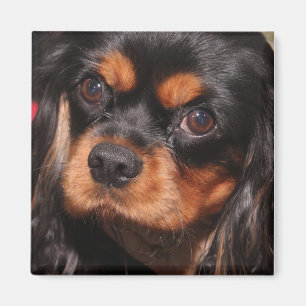 IMÃ CAVALIER KING CHARLES SPANIEL MAGNET