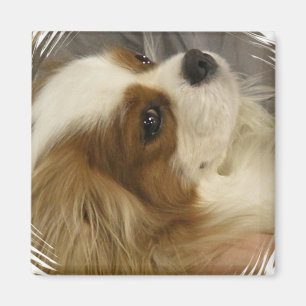 Imã Cavalier King Charles Spaniel Magnet