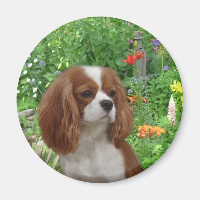 Imã Cavalier King Charles Spaniel Magnet (Frente)