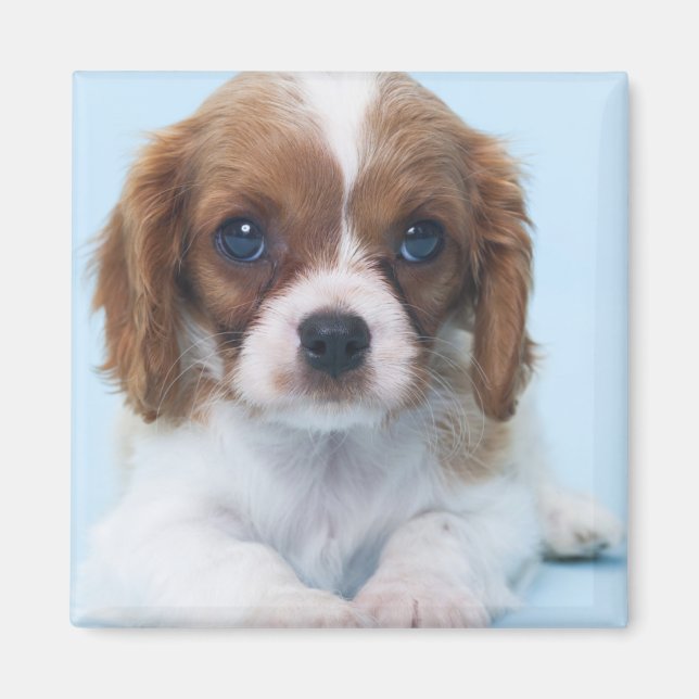 Imã Cavalier King Charles Spaniel Puppy (Frente)