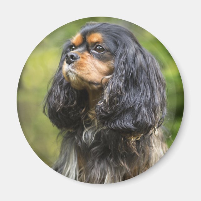 Imã Cavalier King Charles Spaniel Real (Frente)