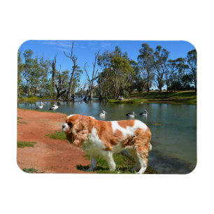 Ímã Cavalier Spaniel E Pelicanos,
