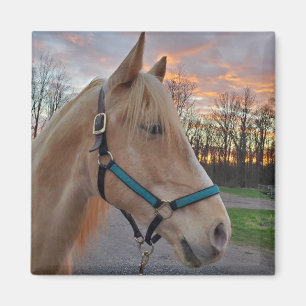 Imã Cavalo