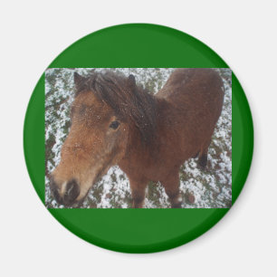 IMÃ CAVALO