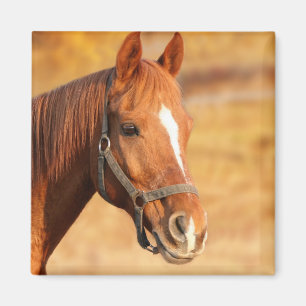 Imã Cavalo