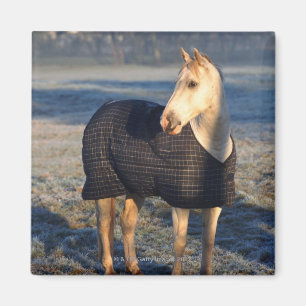 Imã cavalo