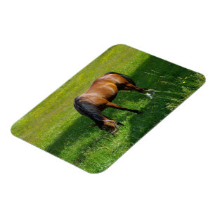 Ímã Cavalo #1