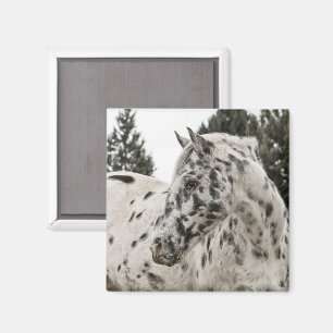 Imã Cavalo Appaloosa