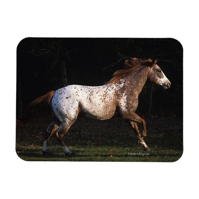 Ímã Cavalo Appaloosa Correndo 4 (Horizontal)