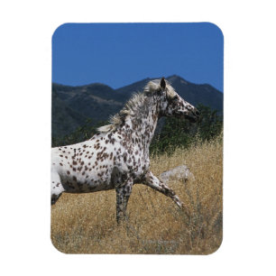 Ímã Cavalo Appaloosa Correndo Montanha