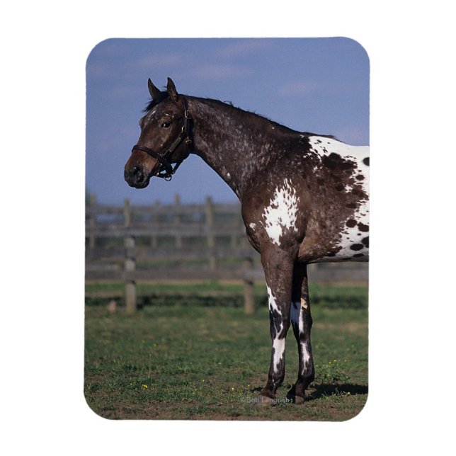 Ímã Cavalo Appaloosa em Pé (Vertical)