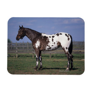 Ímã Cavalo Appaloosa em Pé