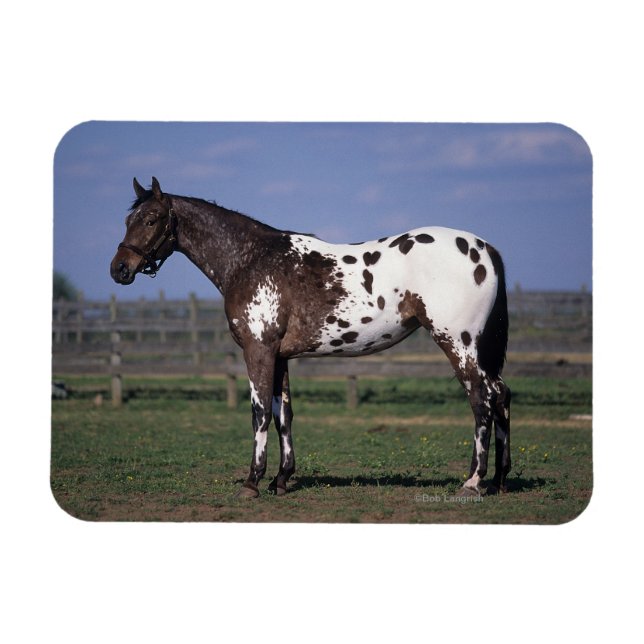 Ímã Cavalo Appaloosa em Pé (Horizontal)