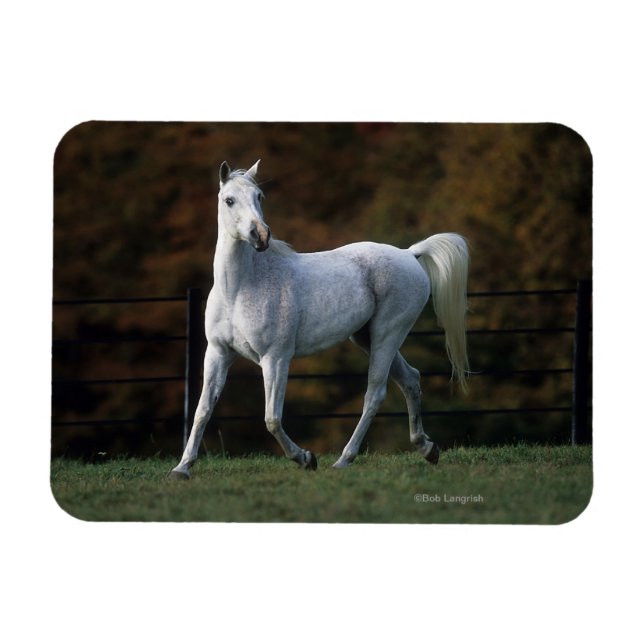 Ímã Cavalo Árabe Correndo 1 (Horizontal)