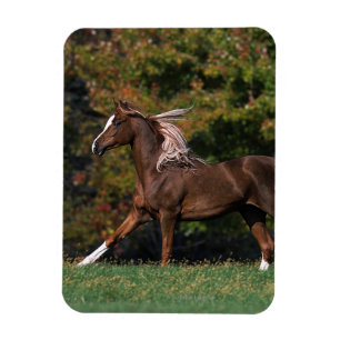 Ímã Cavalo Árabe Correndo no Campo Grassy