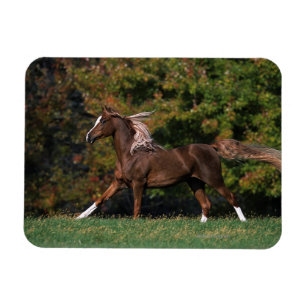 Ímã Cavalo Árabe Correndo no Campo Grassy