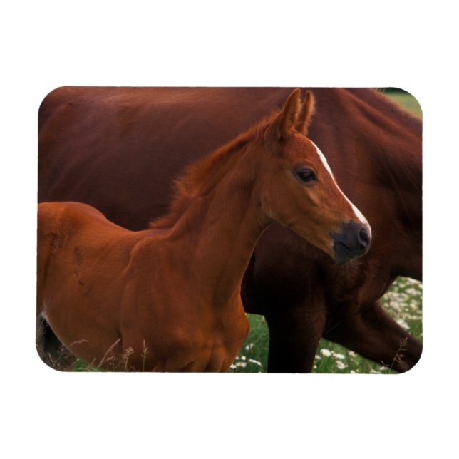 Ímã Cavalo Árabe Perto da Mãe (Horizontal)