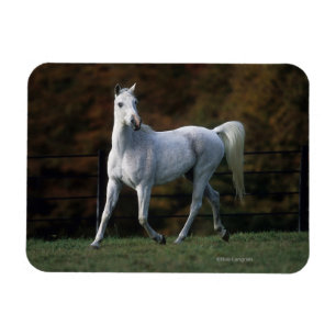 Ímã Cavalo árabe que funciona 1