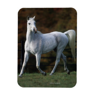 Ímã Cavalo árabe que funciona 1