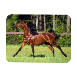 Ímã Cavalo árabe que funciona 2