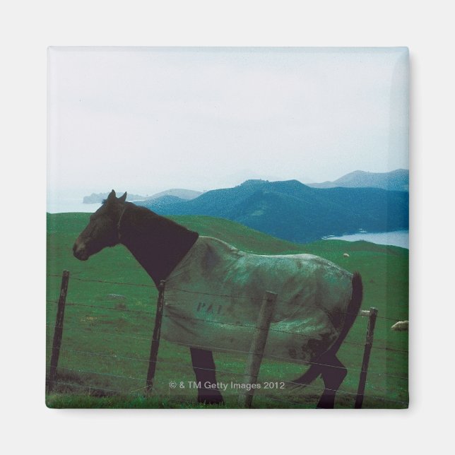 Imã Cavalo atrás da cerca (Frente)