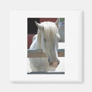 Imã Cavalo Branco Bonito