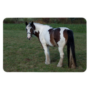 Ímã Cavalo Branco Marrom