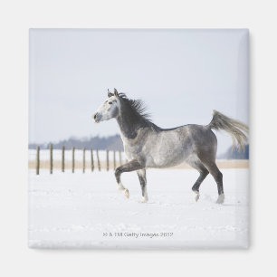 Imã cavalo branco no inverno