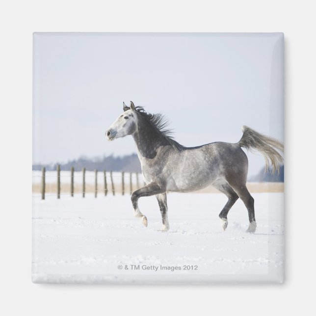 Imã cavalo branco no inverno (Frente)