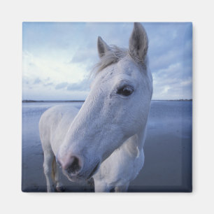 Imã Cavalo Camargue