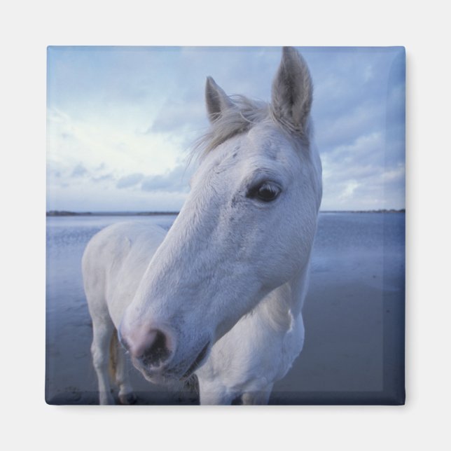 Imã Cavalo Camargue (Frente)
