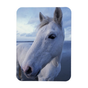Ímã Cavalo Camargue