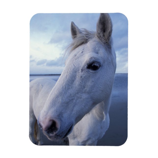Ímã Cavalo Camargue (Vertical)
