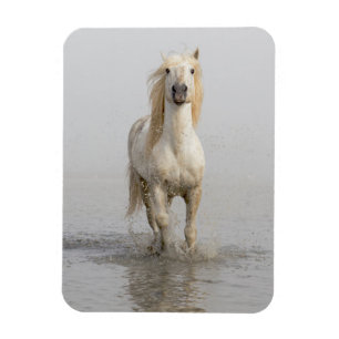 Ímã Cavalo Camargue Correndo na Água