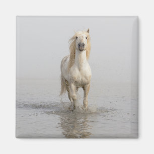 Imã Cavalo Camargue Correndo na Água