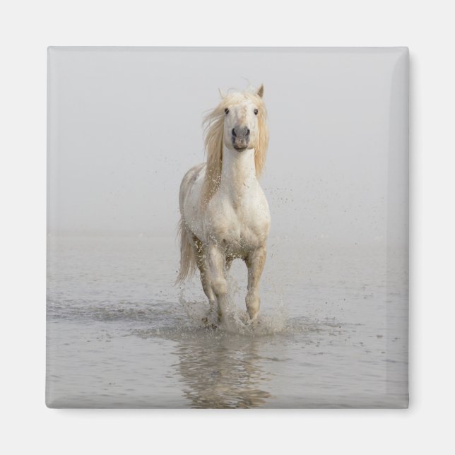 Imã Cavalo Camargue Correndo na Água (Frente)