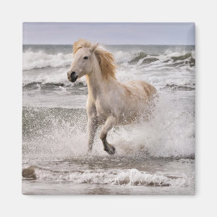 Imã Cavalo Camargue saindo da surf