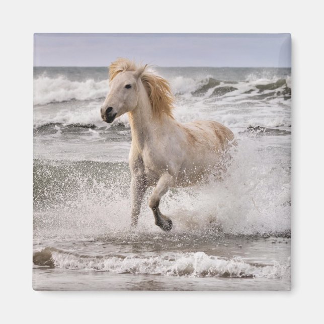 Imã Cavalo Camargue saindo da surf (Frente)