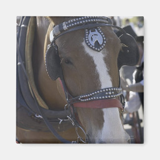 Imã Cavalo carruagem