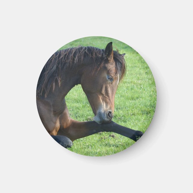 Imã Cavalo castanho bonito a vaiar na grama (Frente)